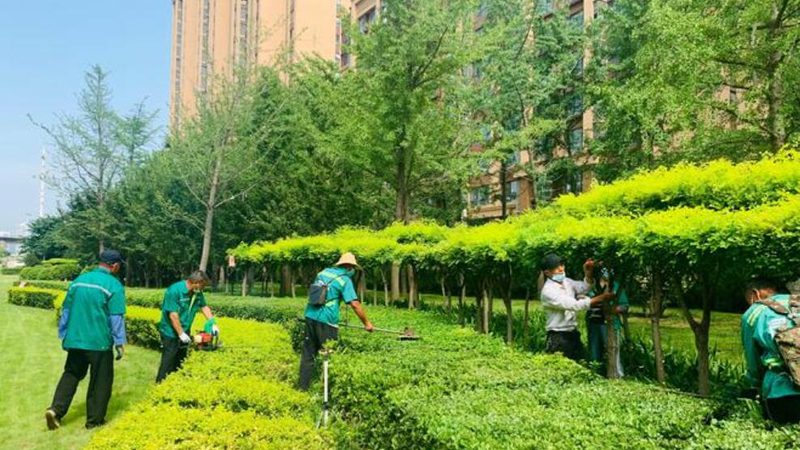 山地绿化：揭秘适合种植的苗木种类**