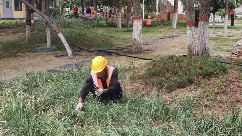 垂直绿化植物品种养护注意事项解析**